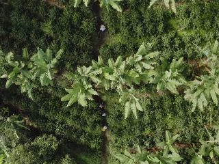 Fair Trade Certified